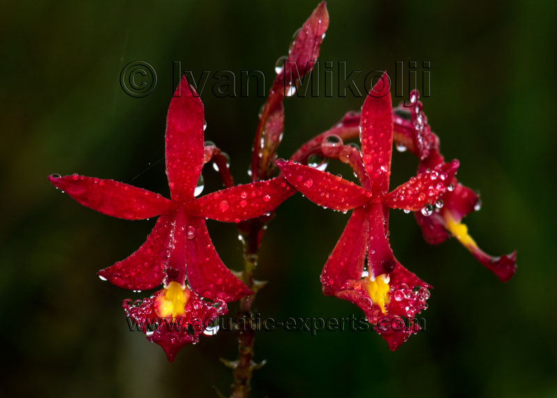 fotos de las orquideas de venezuela